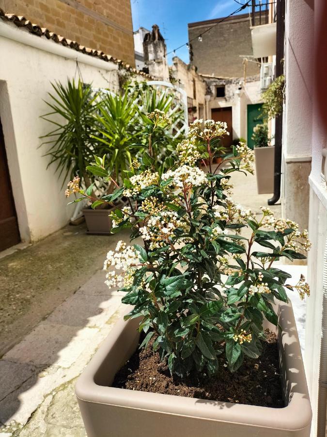 Bed and Breakfast Blue Moon Spinazzola Exterior foto